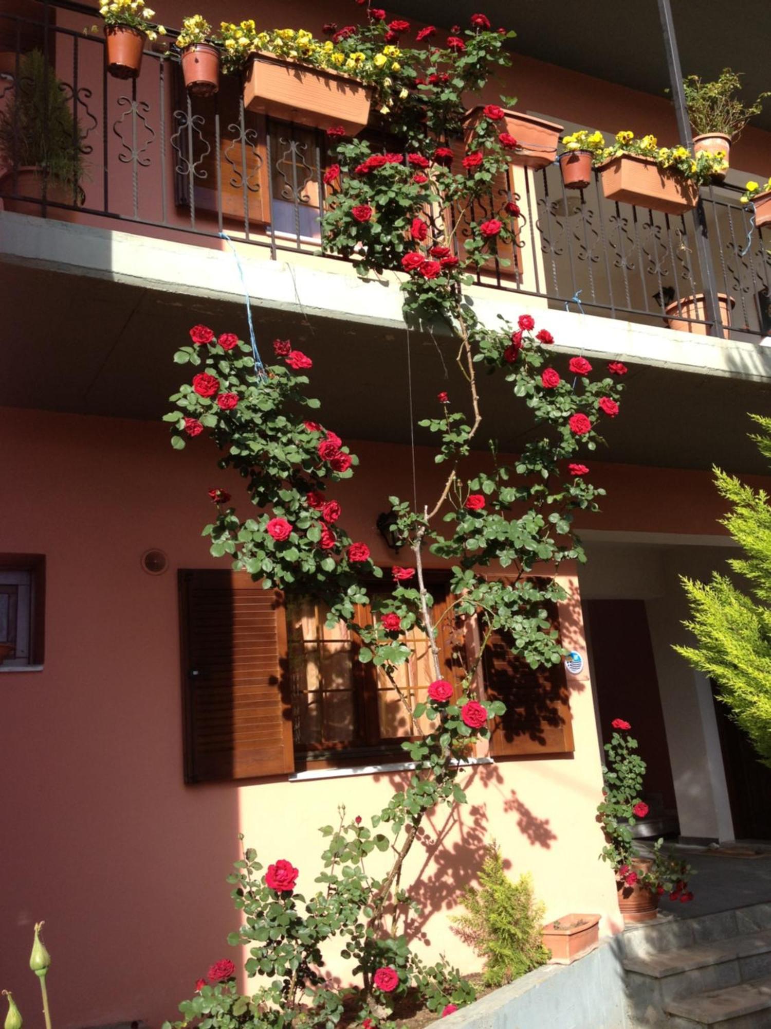 Artemis Apartments Konitsa Eksteriør bilde